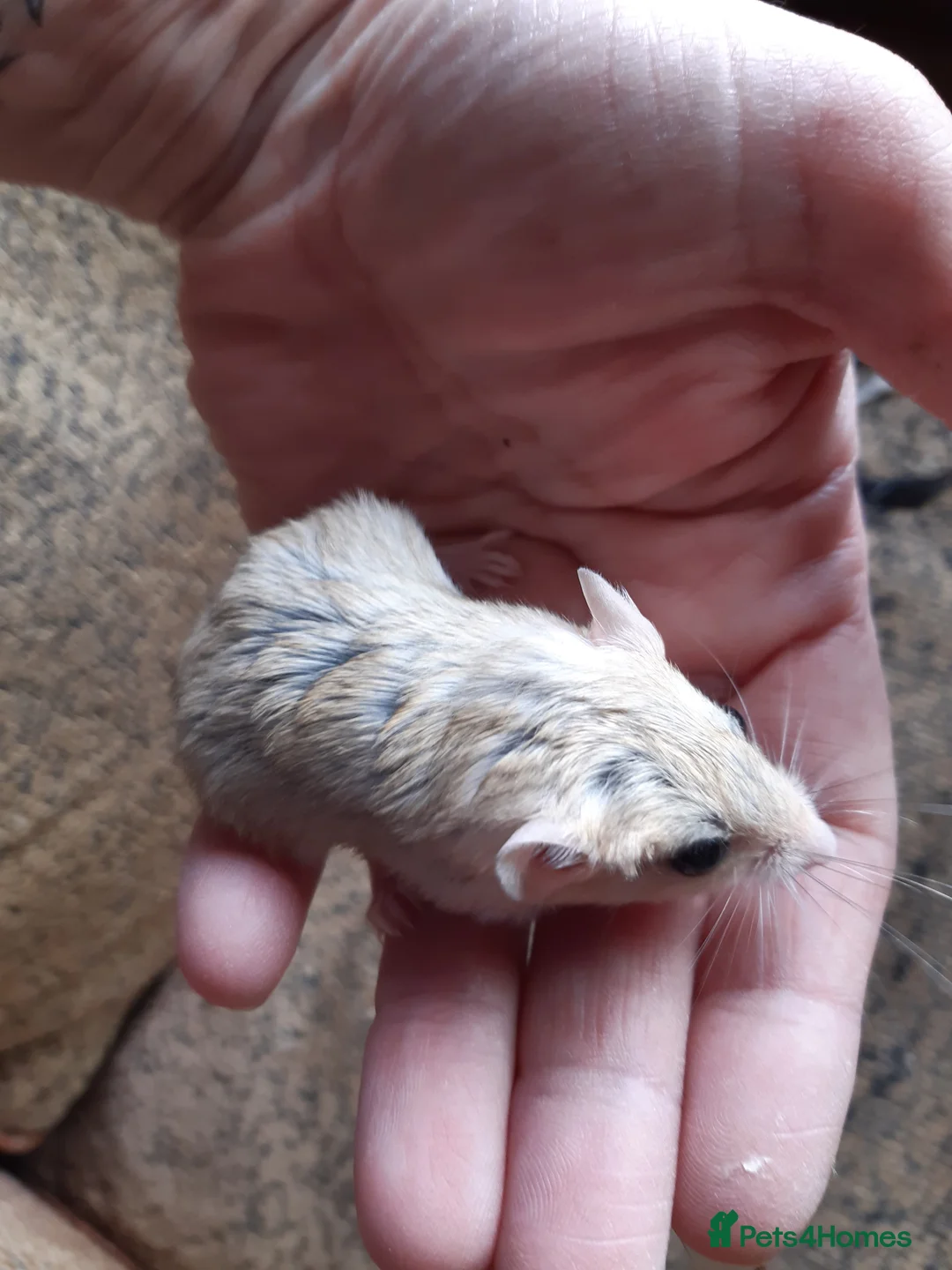 Gerbil rodents for sale: Baby duprasi/ fat tailed gerbils  - Advert 6