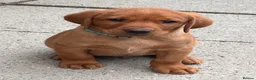 Labrador Retriever dogs for sale: Gorgeous Fox Red puppies in Kington - Advert 7