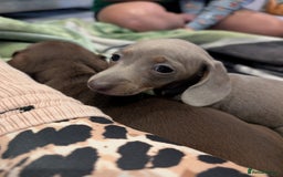 Miniature Dachshund dogs for sale: Miniature dachshund boys - Image 3