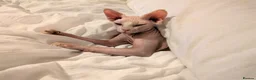 Sphynx cats for sale: 9 month old female sphynx  - Advert 4