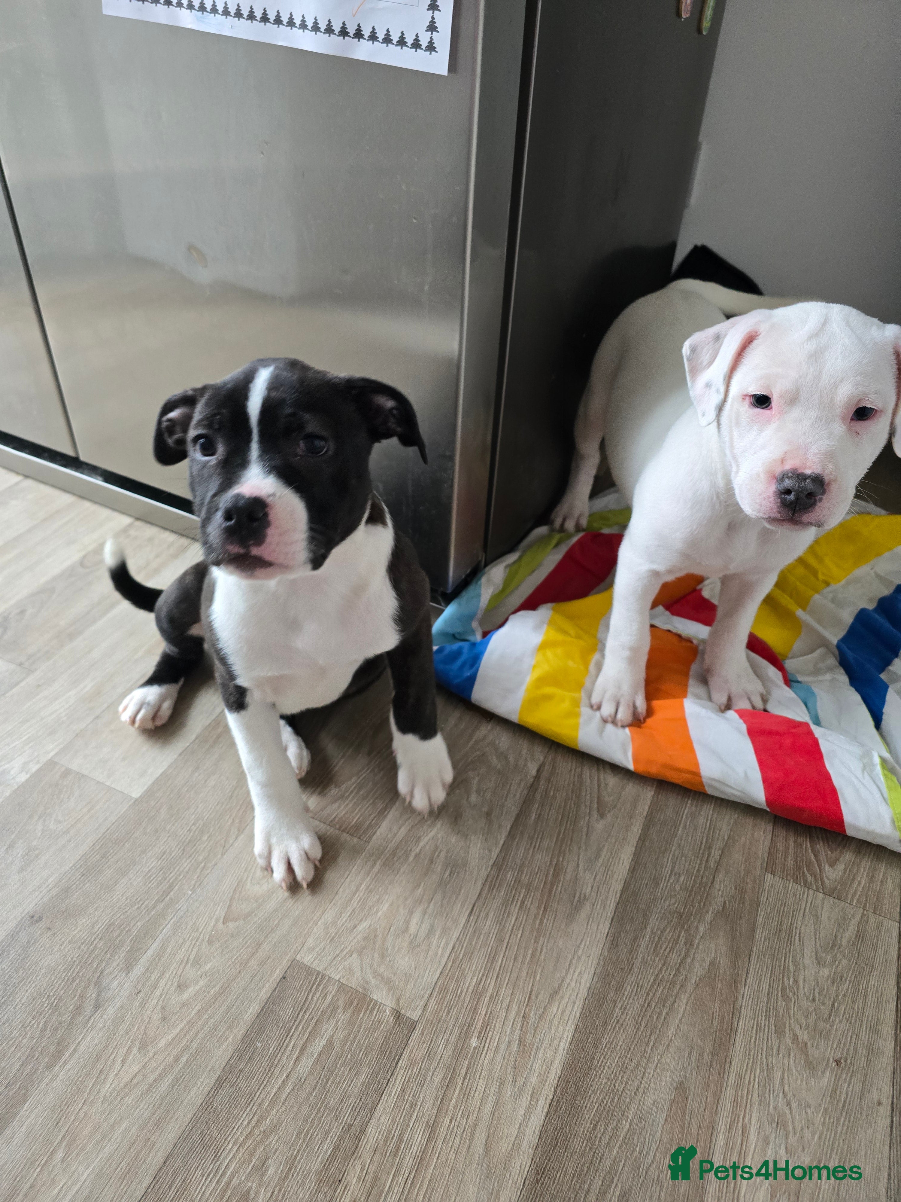 American Bull Staffy dogs Ready for collection! Staffordshire  - Advert 1