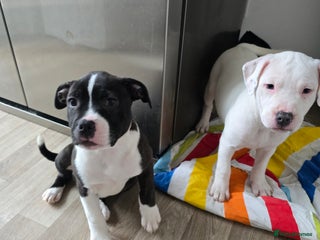 American Bull Staffy dogs Ready for collection! Staffordshire - Advert 1