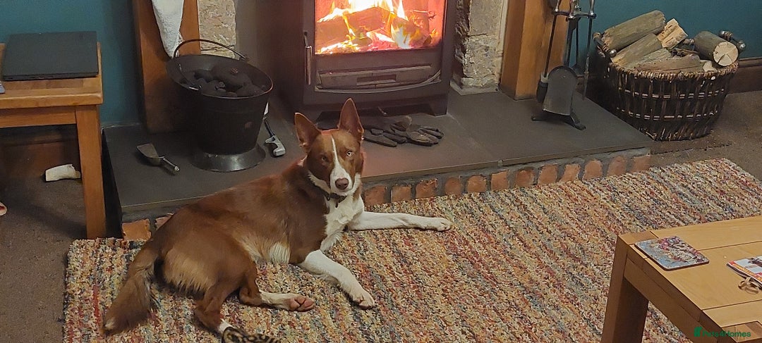 Border Collie dogs for sale: Border collie puppies  - Advert 1