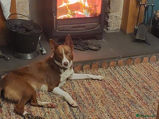 Border Collie dogs Border collie puppies - Advert 2