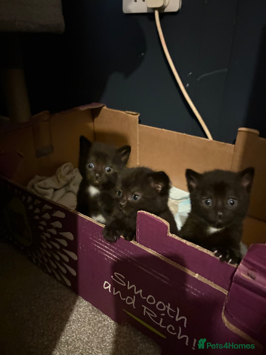 Mixed Breed cats for sale: Black and white kittens  - Advert 7