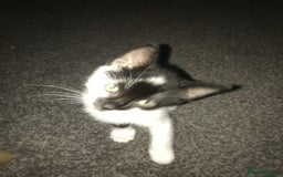 British Shorthair cats for sale: Female 8 weeks kitten black and whiteshorthair  - Image 2