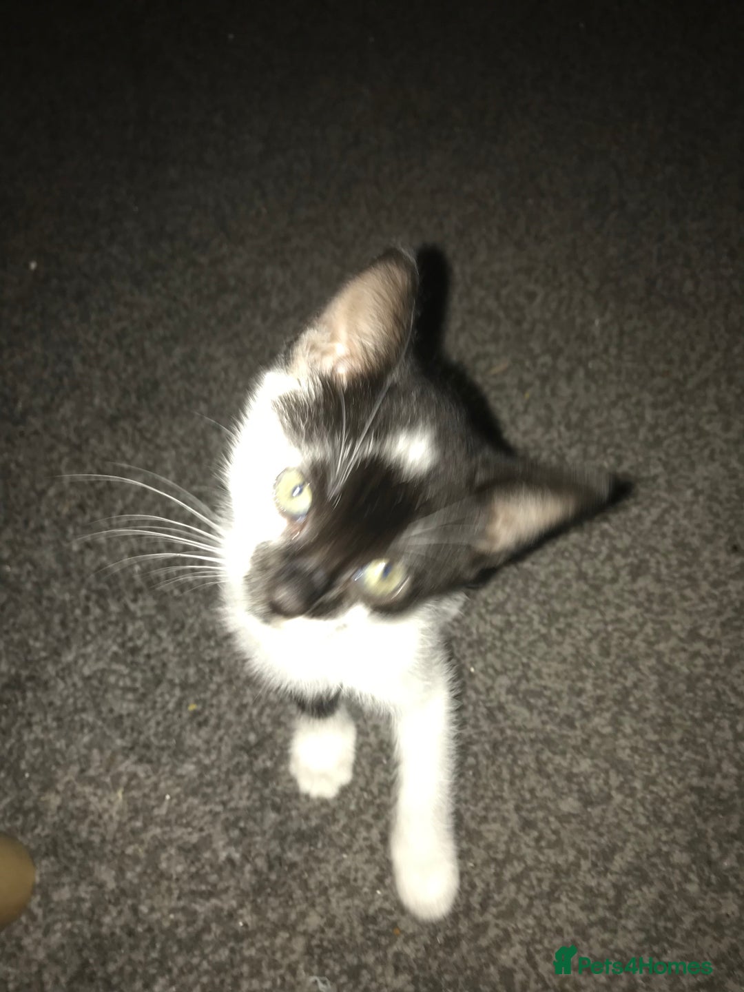 British Shorthair cats for sale: Female 8 weeks kitten black and whiteshorthair  - Image 2
