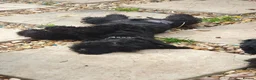 Kerry Blue Terrier dogs for sale: Kerry blue terrier puppies - Advert 4