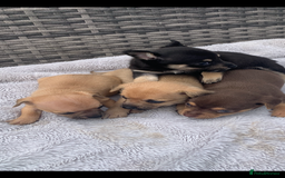 Mixed Breed dogs for sale: Stunning chihuahua x puppys - Image 7