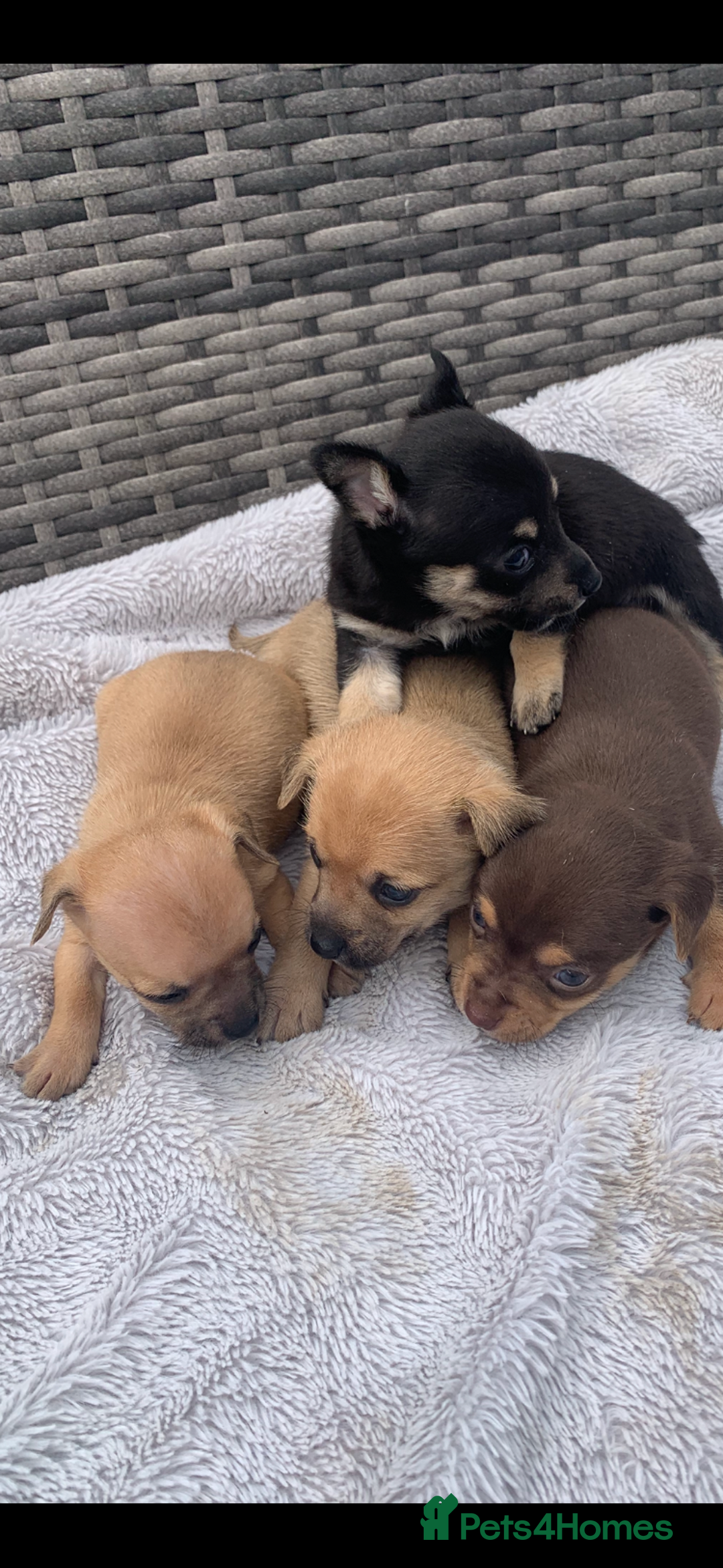 Mixed Breed dogs for sale: Stunning chihuahua x puppys - Image 7