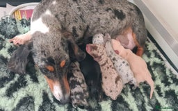 Miniature Dachshund dogs for sale: Stunning silver dapple, cream & intensity  - Image 4