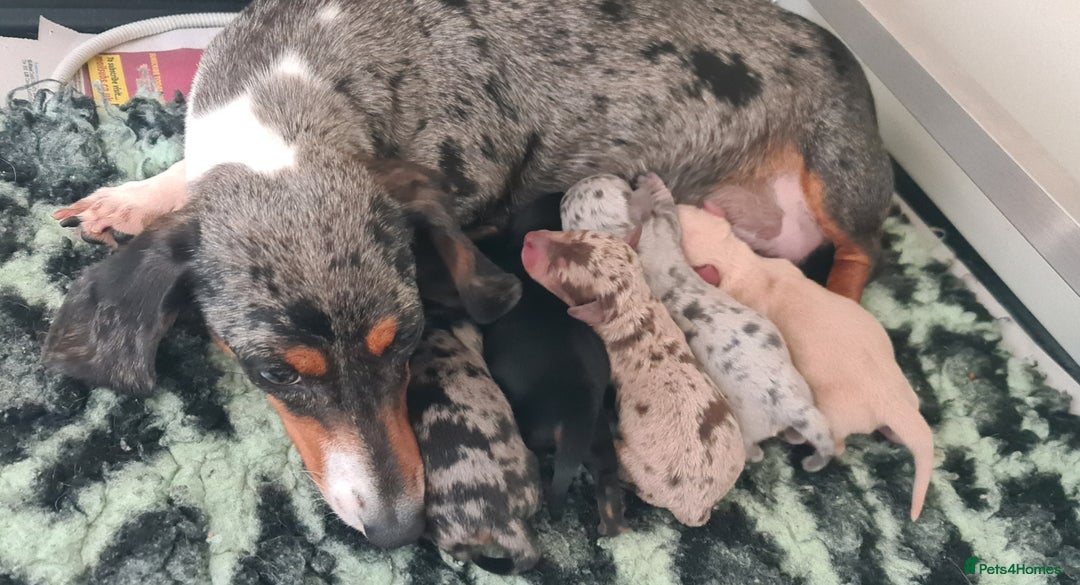 Miniature Dachshund dogs for sale: Stunning silver dapple, cream & intensity  - Image 4