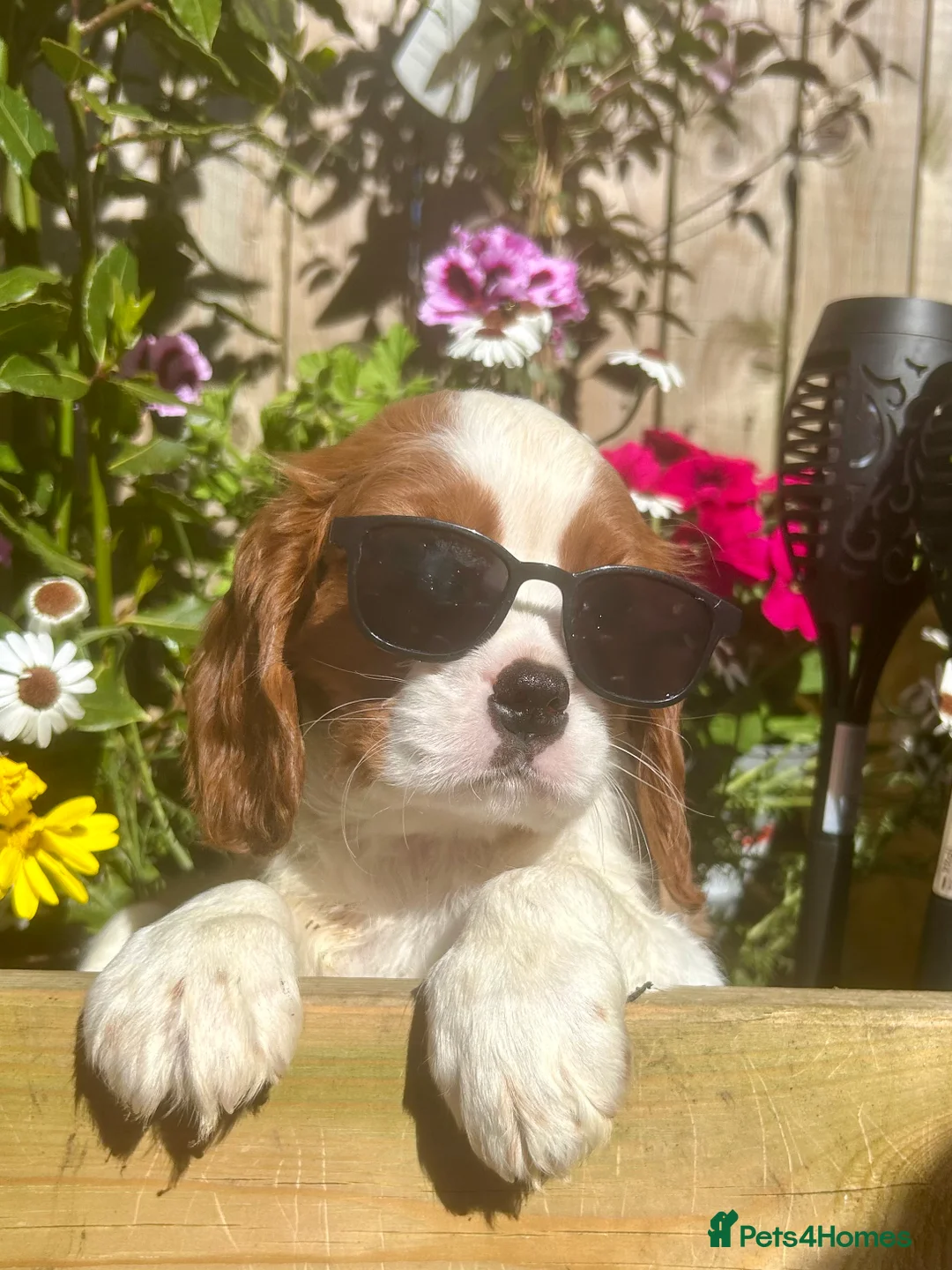 Cavalier King Charles Spaniel dogs for sale: READY NOW Prince Charming Cavalier Pup  - Advert 16