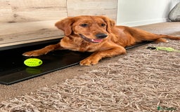 Golden Retriever dogs for sale: Dark red Golden retriever  - Image 5
