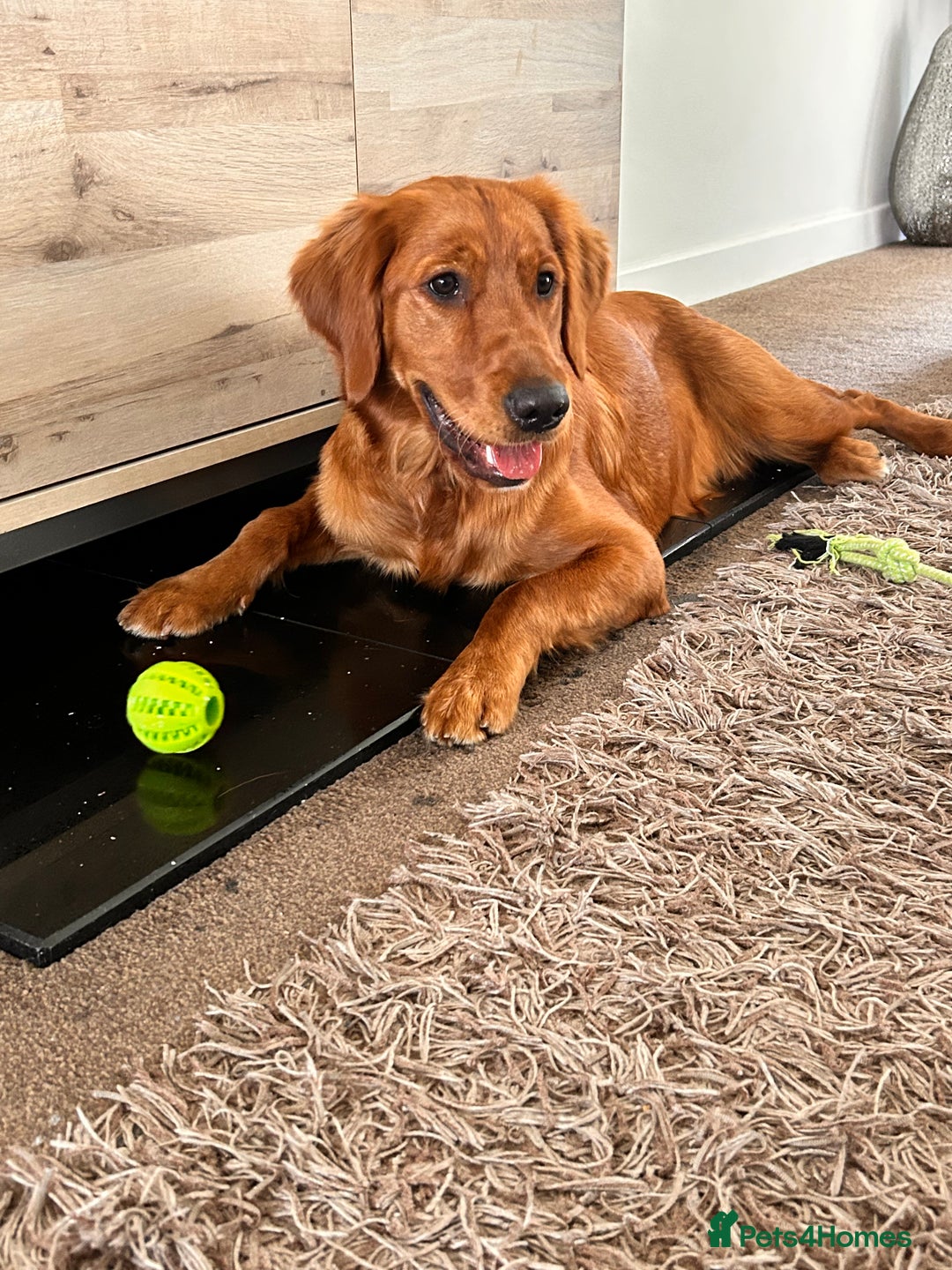 Golden Retriever dogs for sale: Dark red Golden retriever  - Image 5