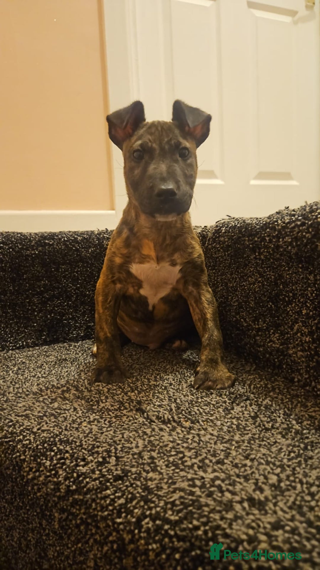English Bull Terrier dogs for sale: English Bull Terrier Puppies  - Image 5