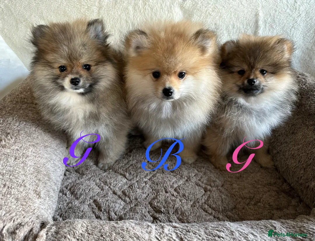 Pomeranian dogs for sale: Pomeranian puppies - available now - Advert 1