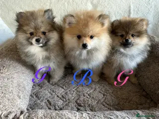 Pomeranian dogs Pomeranian puppies - available now - Advert 13