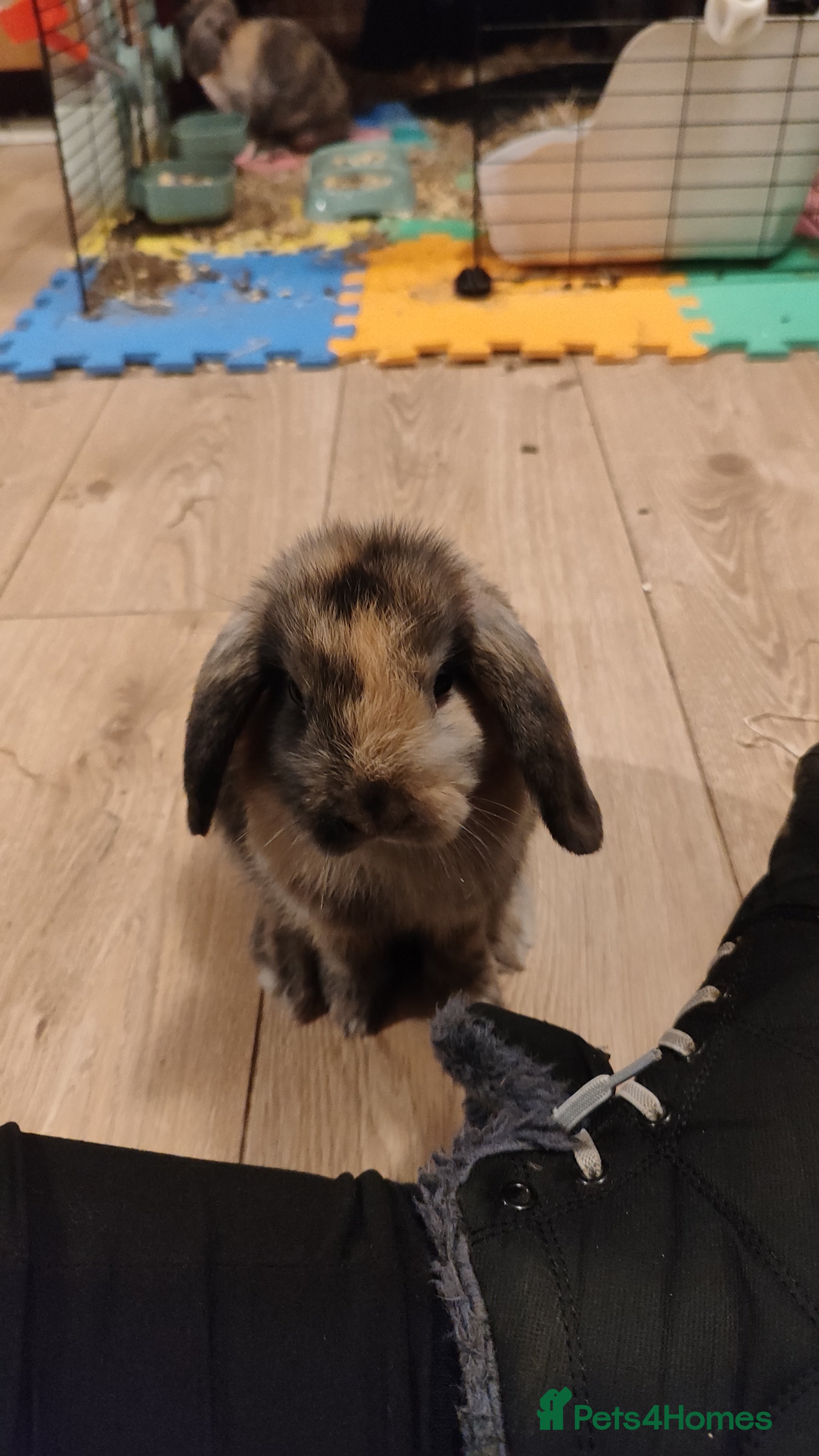 Mini Lop rabbits Mini lops  - Advert 5