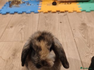 Mini Lop rabbits Mini lops - Advert 5