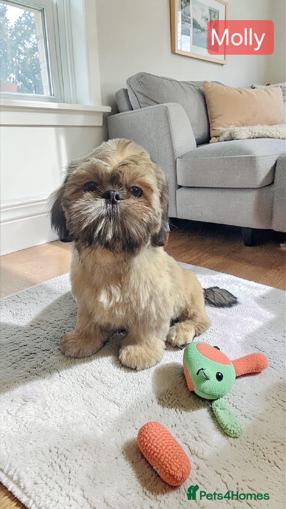 Shih Tzu dogs  💞 QUALITY STANDARD SHIH TZU 💕 - Advert 6