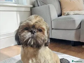 Shih Tzu dogs 💞 QUALITY STANDARD SHIH TZU 💕 - Advert 6