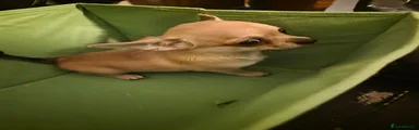 Chihuahua 1