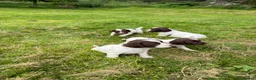 English Springer Spaniel dogs for sale: English Springer Spaniel  in Dunkeld - Advert 8