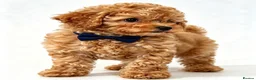 Toy Poodle dogs for sale:  Beautiful Toy Poodle Puppies  - Advert 5