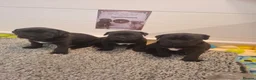 Cane Corso dogs for sale: CANE CORSO PUPPIES - Advert 1