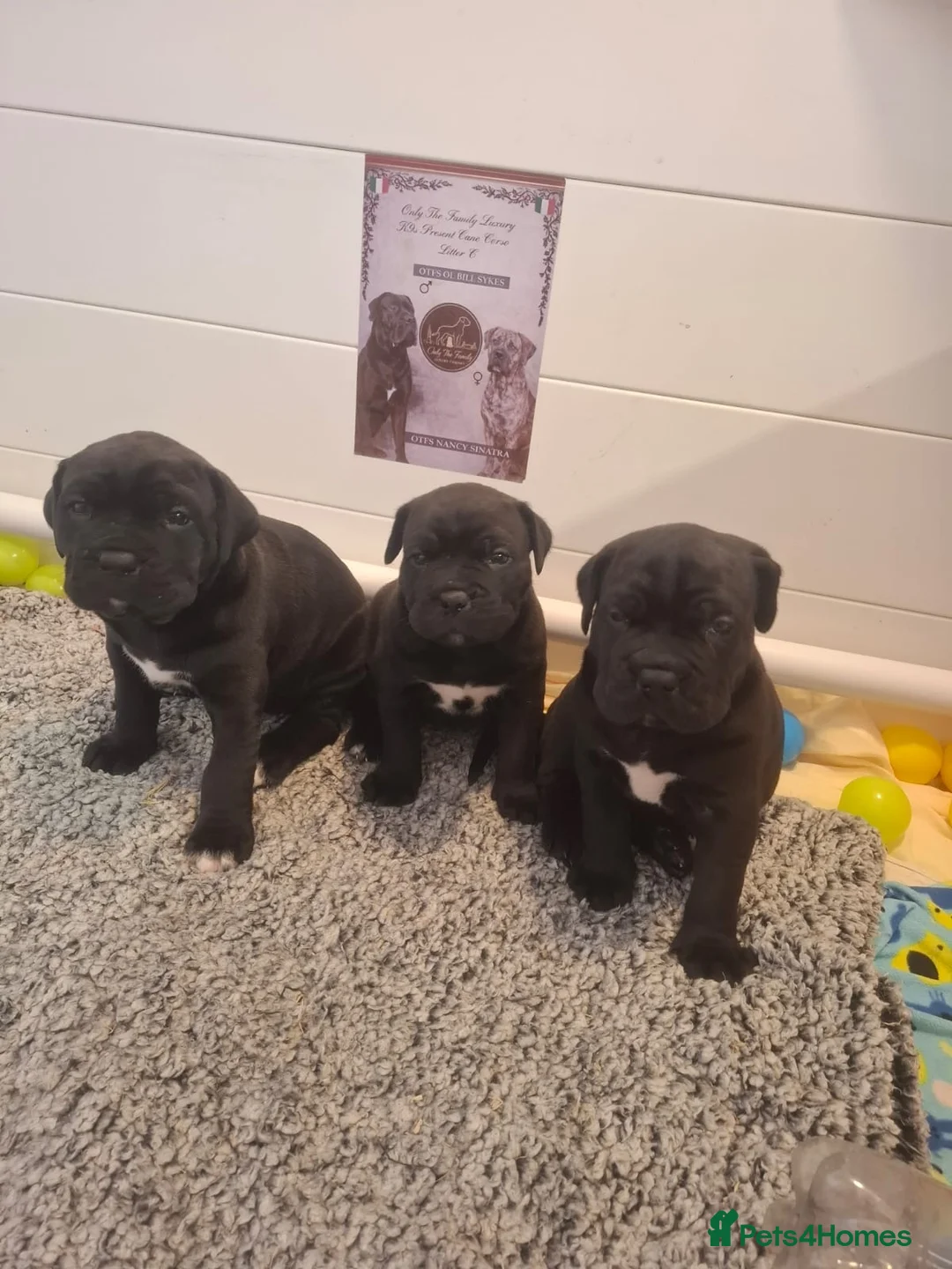 Cane Corso dogs for sale: CANE CORSO PUPPIES - Advert 1