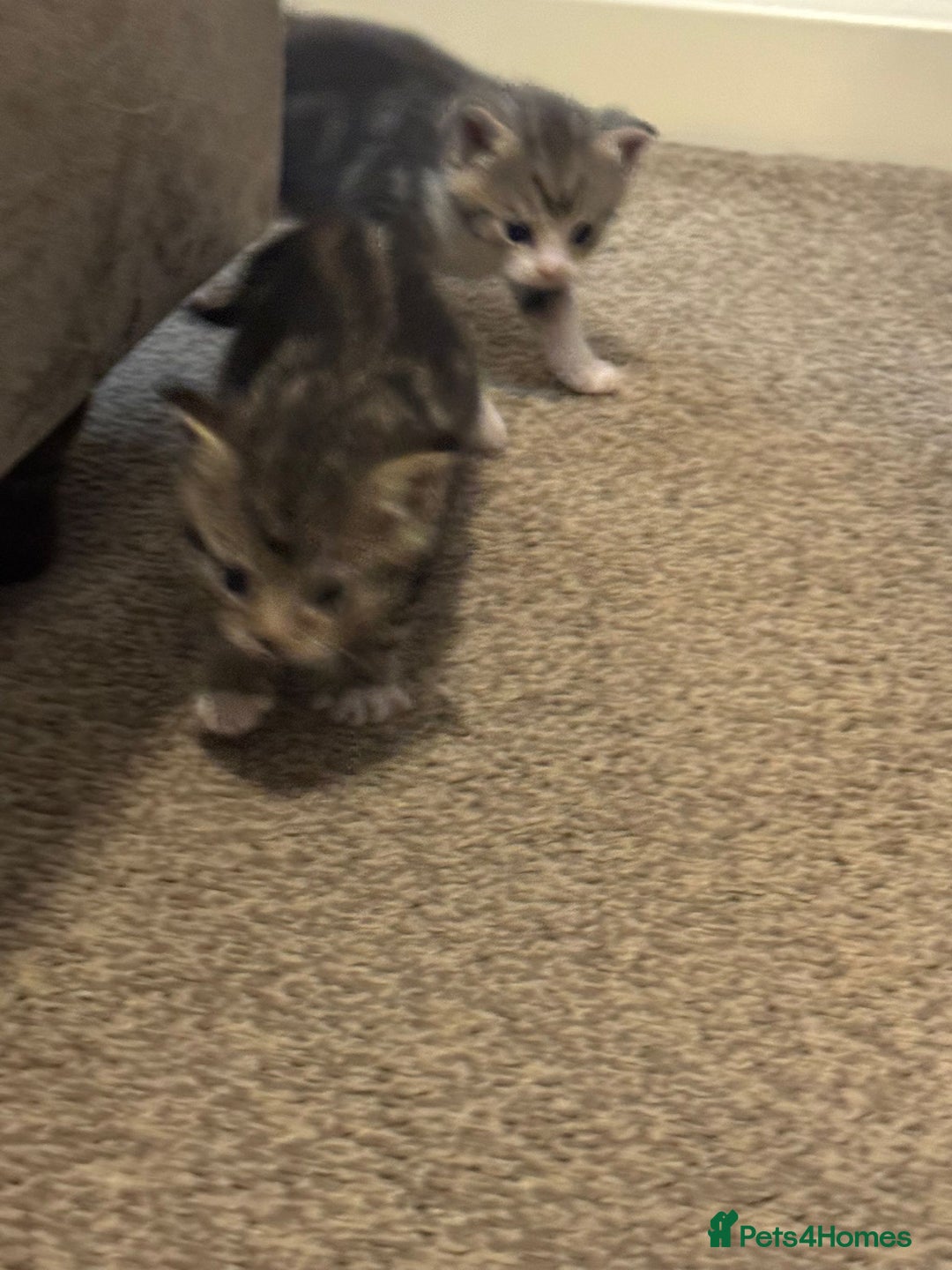 Domestic Shorthair cats for sale: 2 Male kittens - Image 8