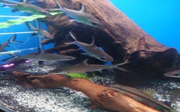 Other/Mixed Breed fish for sale: Fish Stock List - Updated Regularly  - Image 32