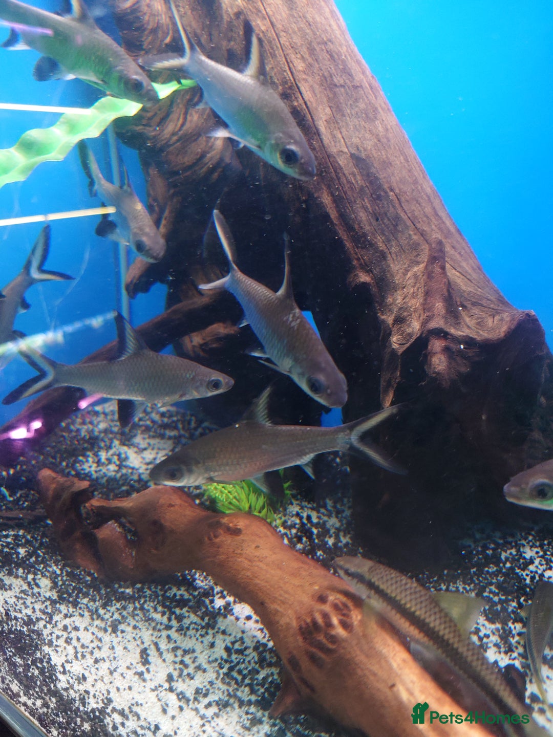 Other/Mixed Breed fish for sale: Fish Stock List - Updated Regularly  - Image 32
