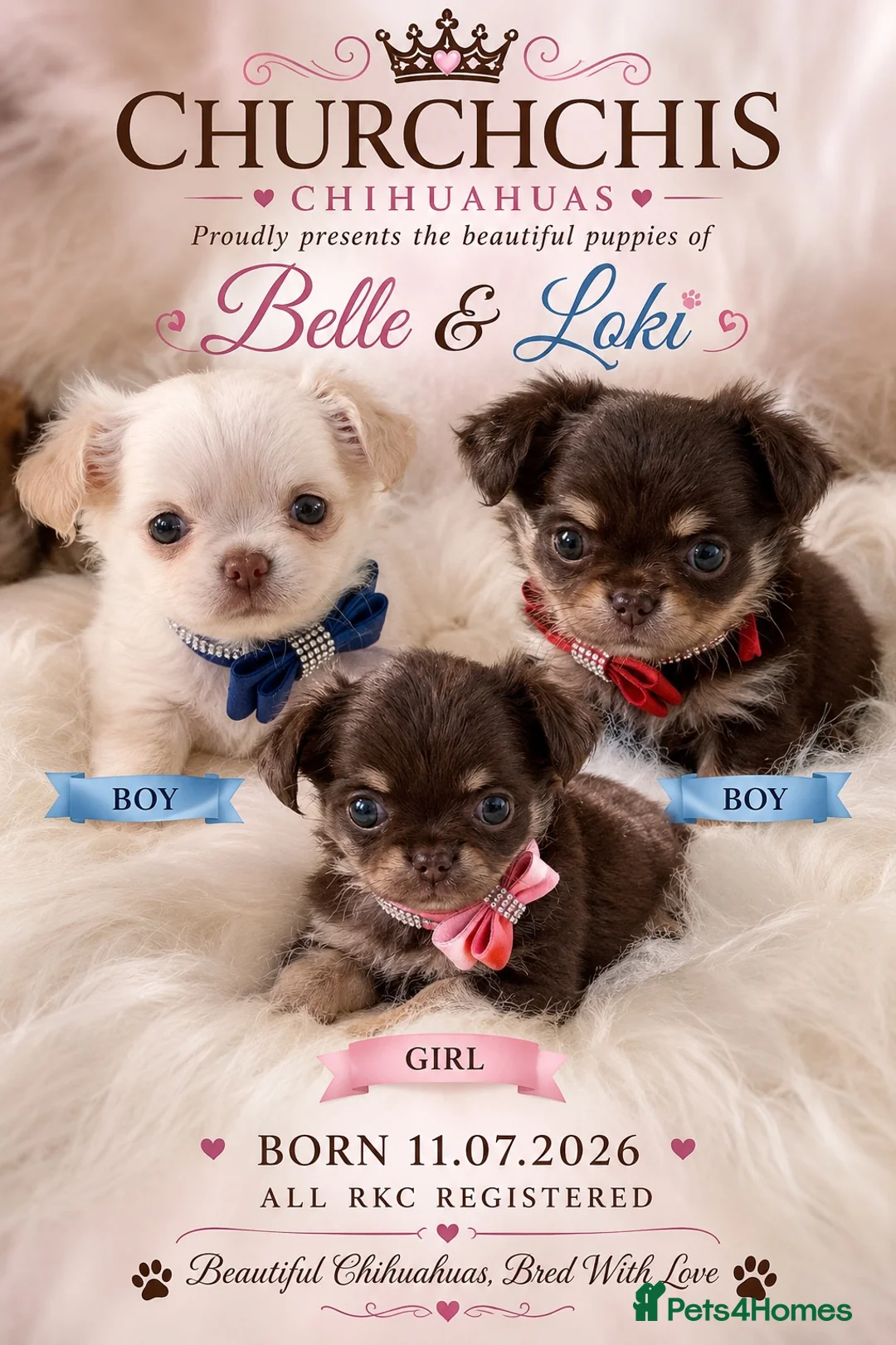 Chihuahua dogs for sale: 5* Licensed RKC Stunning Long Coat Chihuahuas - Advert 1