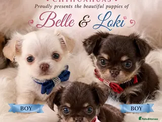 Chihuahua dogs 5* Licensed RKC Stunning Long Coat Chihuahuas - Advert 2