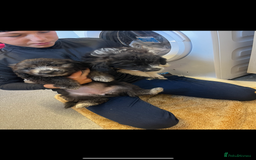 Jackapoo dogs for sale: Poodle x ready now  - Image 1