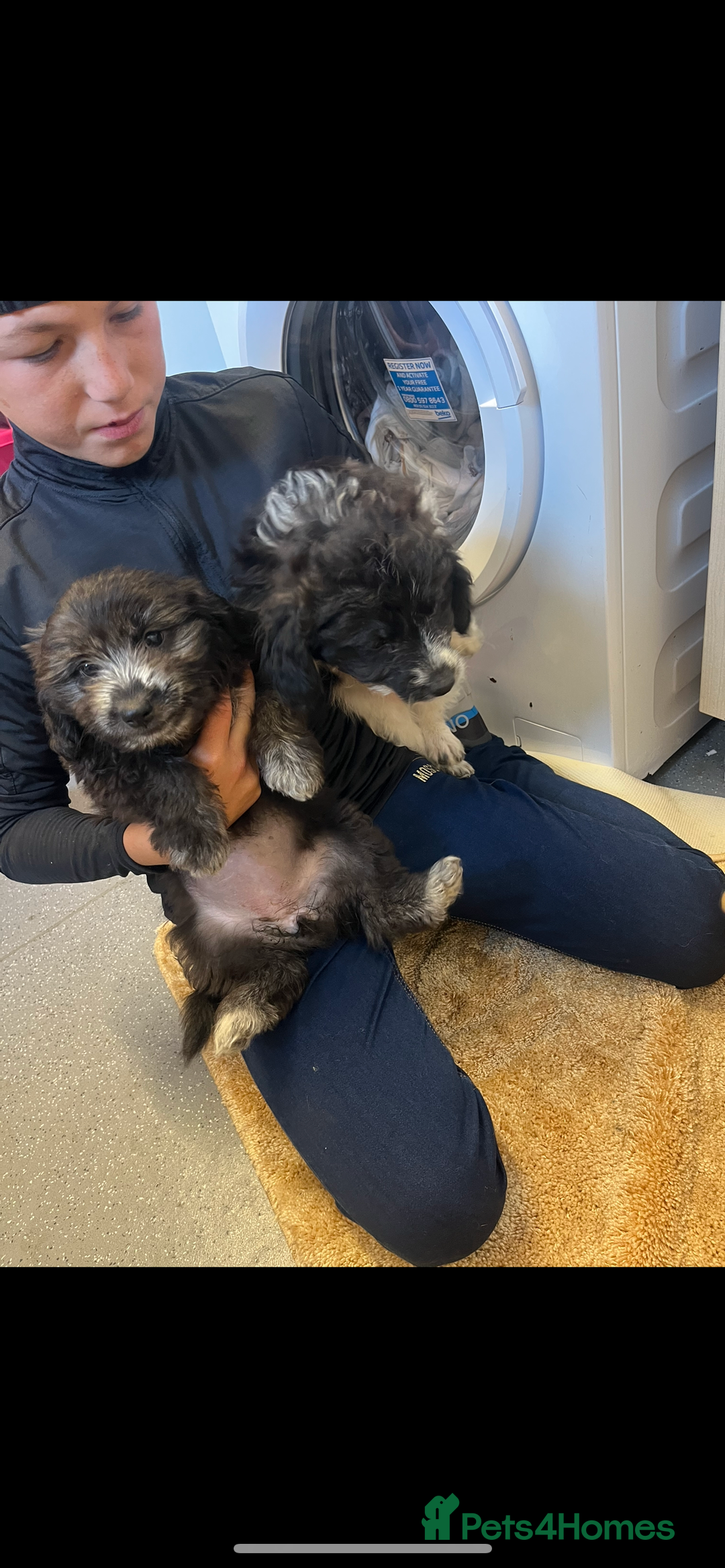 Jackapoo dogs for sale: Poodle x ready now  - Image 1