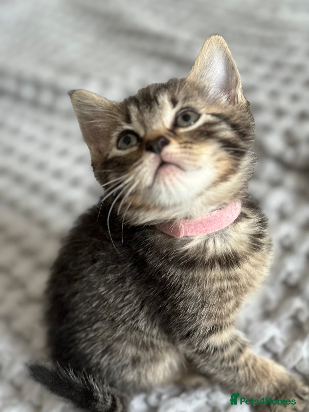 Maine Coon cats for sale: 🌟Adorable kittens now ready 4 forever home🌟 - Image 5