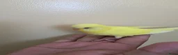 Budgerigars birds for sale: Hand tamed baby budgies for sale  - Advert 22