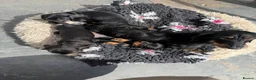 Miniature Dachshund dogs for sale: Last little miniature wiredhaired male  - Advert 3