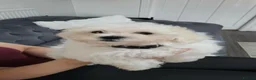 Maltese dogs for sale:  Beautiful Maltese Puppies Looking Loving Homes  - Advert 3