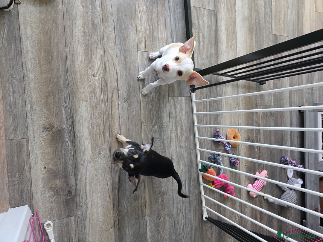 Mixed Breed dogs for sale: Chihuahua cross pomeranian girls to rehome - Image 4