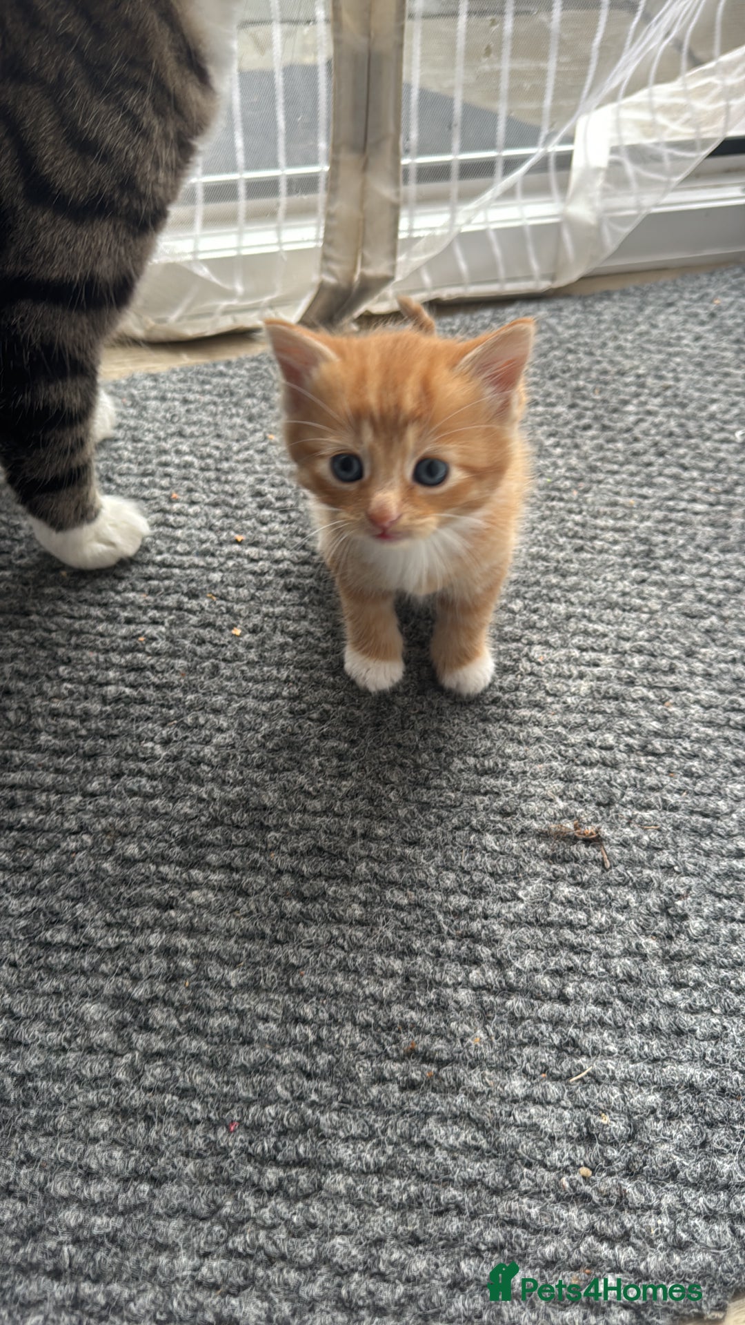 Domestic Shorthair cats for sale: Adorable Playful Kittens - Image 3