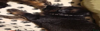 German Shepherd 5