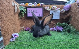 Continental Giant rabbits for sale: Pure Continental Giant Vaccinated  - Image 33