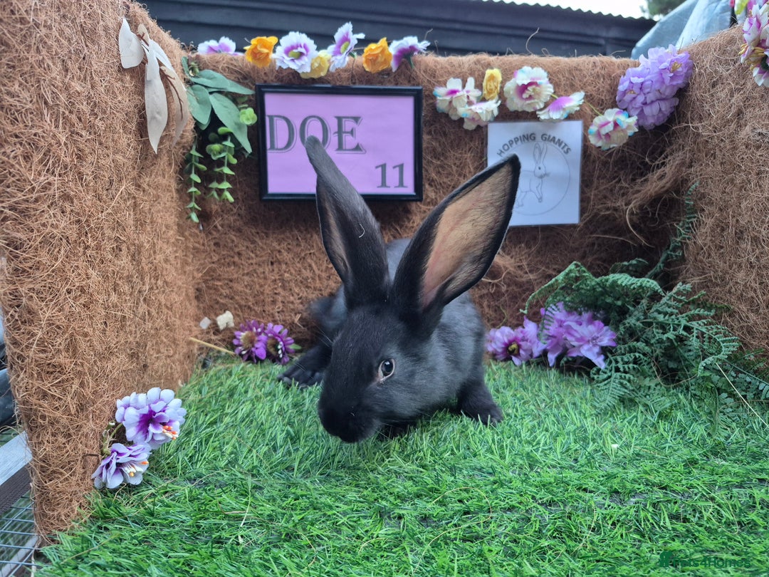 Continental Giant rabbits for sale: Pure Continental Giant Vaccinated  - Image 33