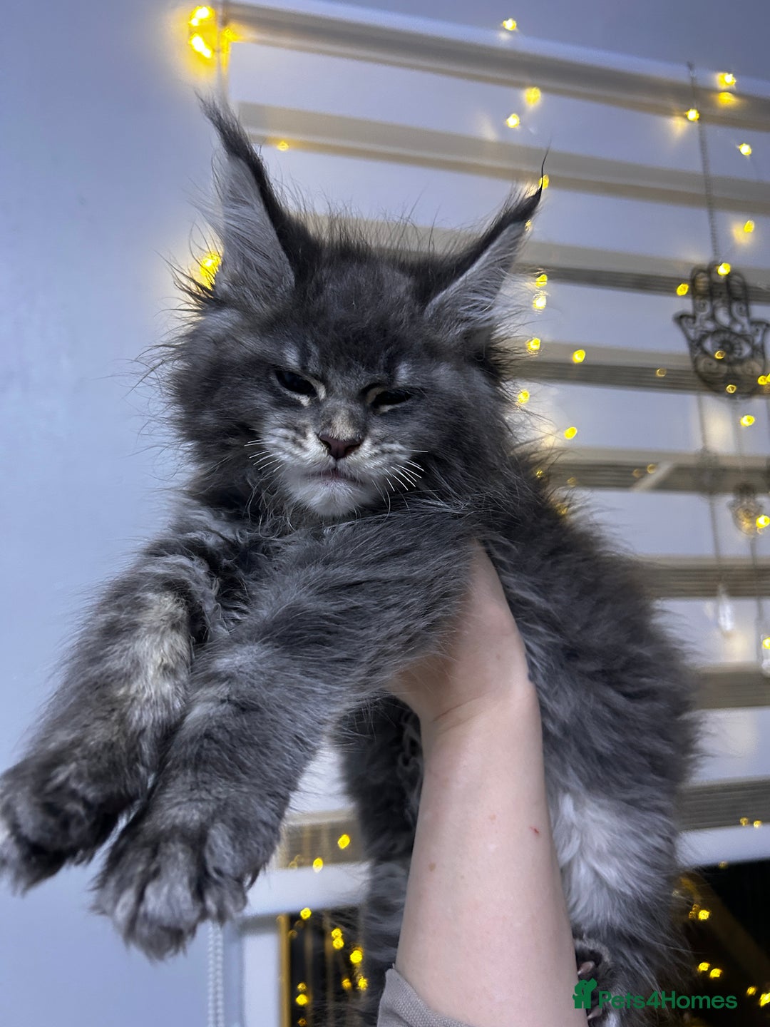 Maine Coon cats for sale: Maine Coon - Advert 4