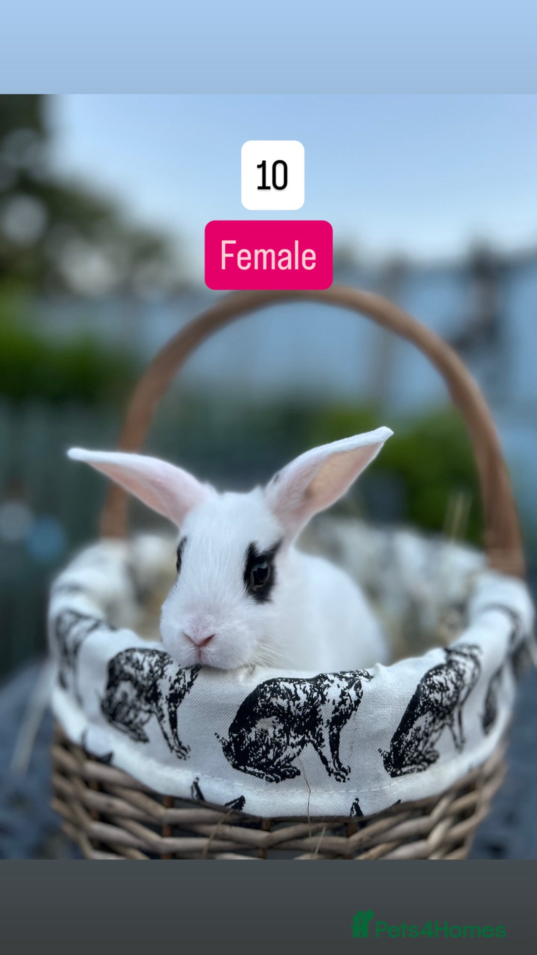 Mini Lop rabbits for sale: Baby Rabbits (ready to reserve) - Image 10