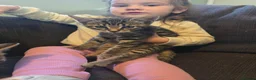 Bengal cats for sale: Beautiful friendly part bengal kittens - Advert 8